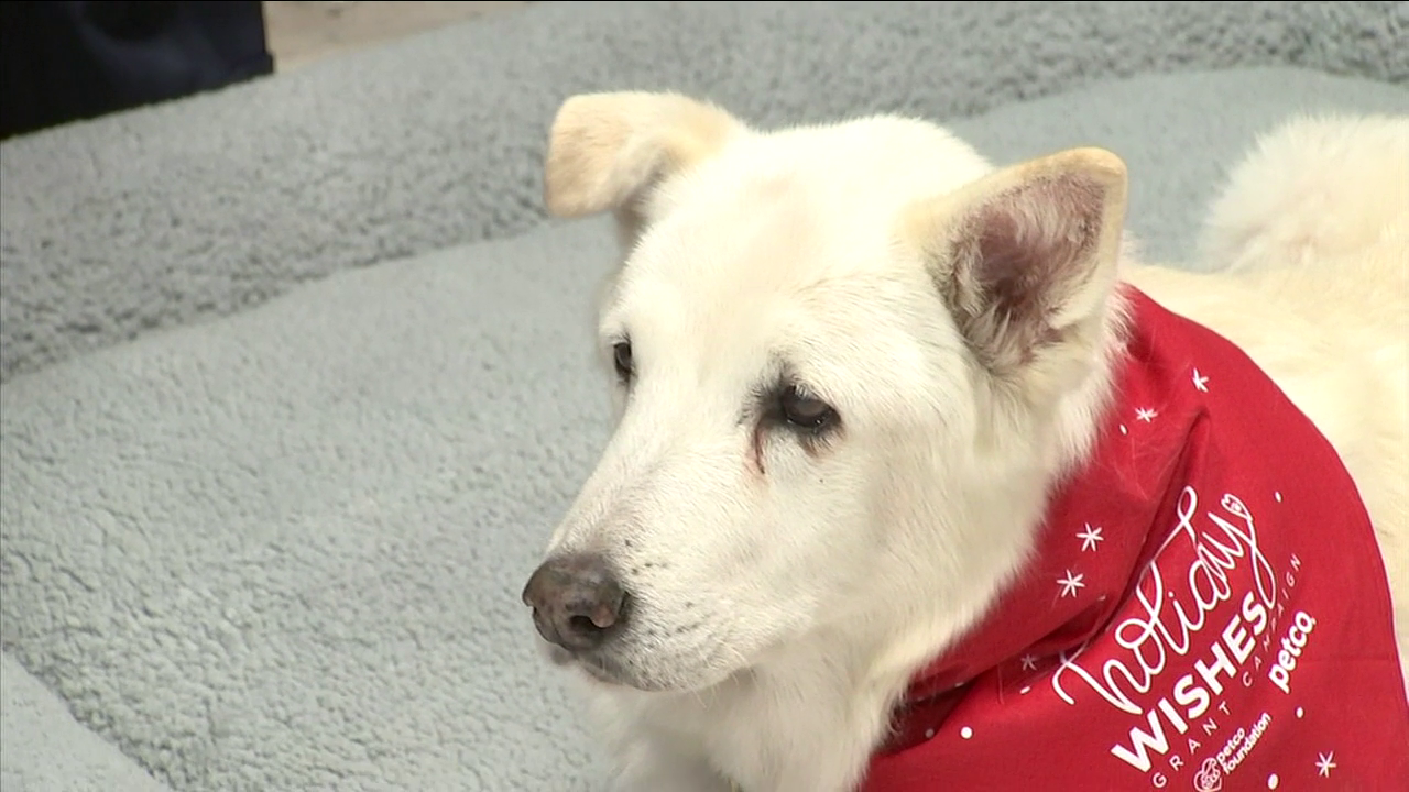 Senior dog and senior veteran win holiday grant for rescue in Orange