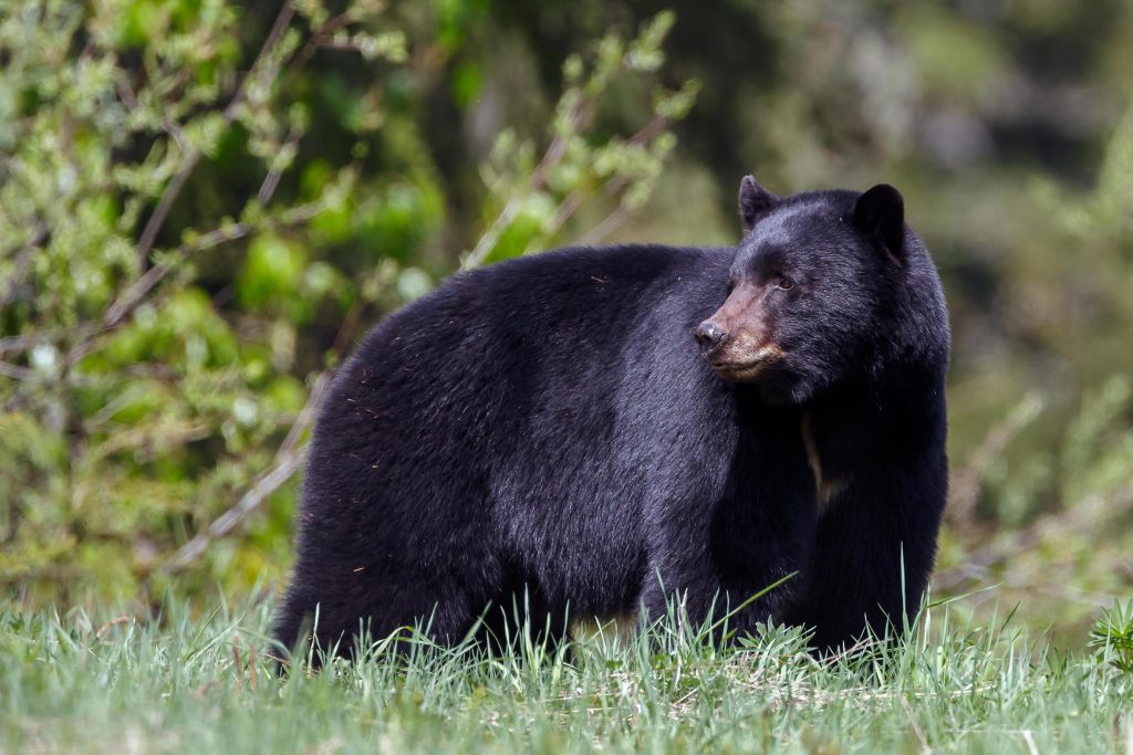 Karelian bear dogs scare bears away—to protect them - Not All News is Bad!