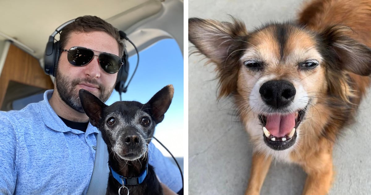 Rescue Pilots Fly Thousands of Senior Shelter Dogs to New Homes - Not ...