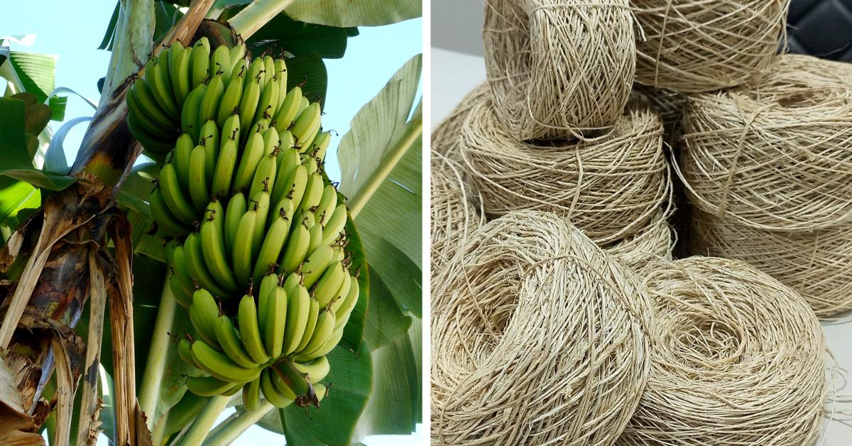UgandaBased Company Is Transforming Banana Stems From Waste Into Sustainable Fabric Not All