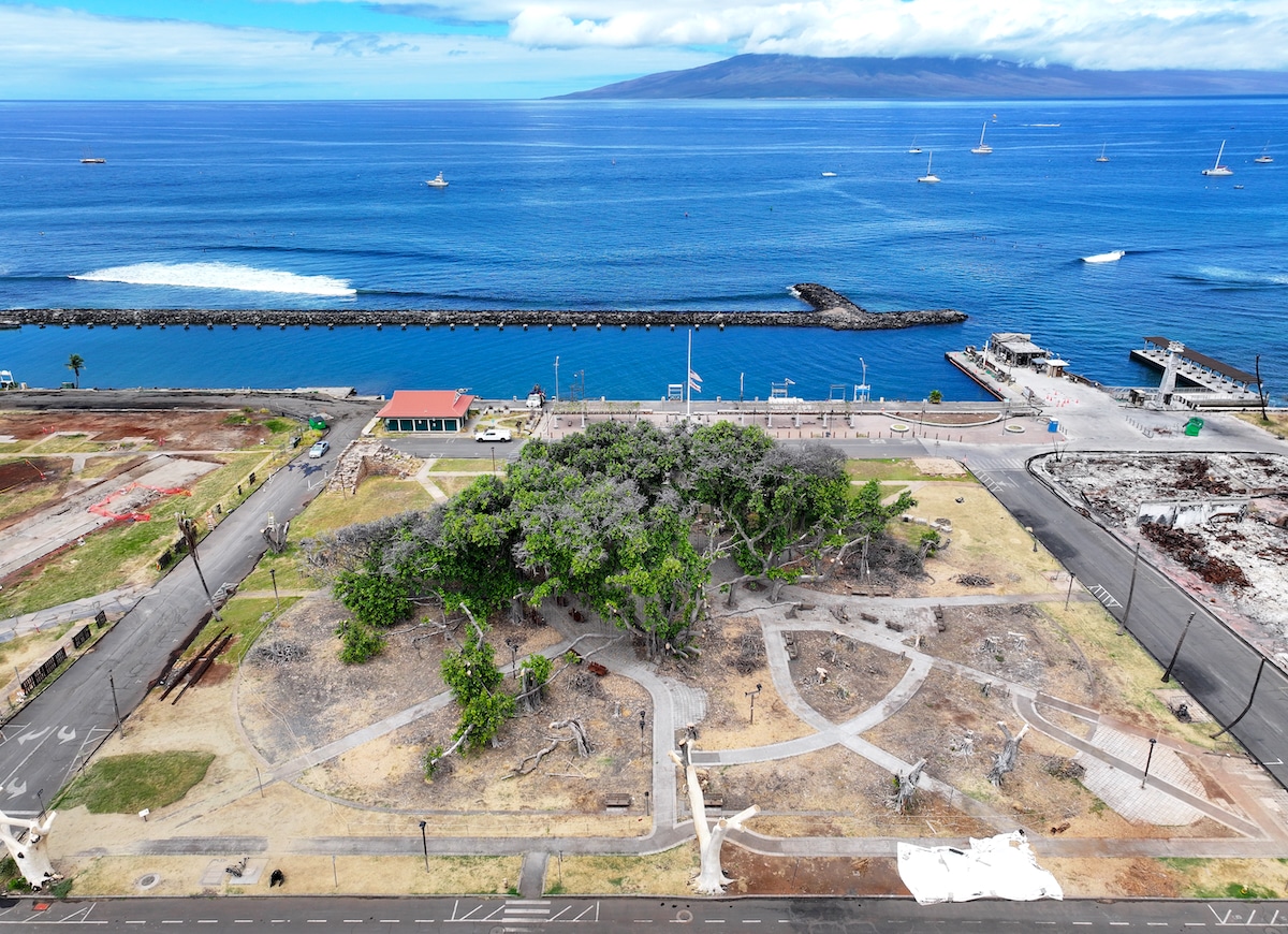 Lahaina Celebrates Recovery of Historic 151-Year-Old Banyan Tree That ...