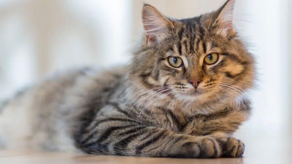 These scientists are building a cat database to understand why they act like that