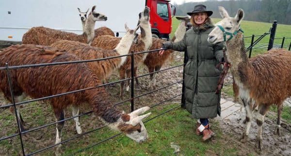 ‘Crime-Fighting’ Llamas Catch Thief by Surrounding Him in a Field Until Cops Arrive
