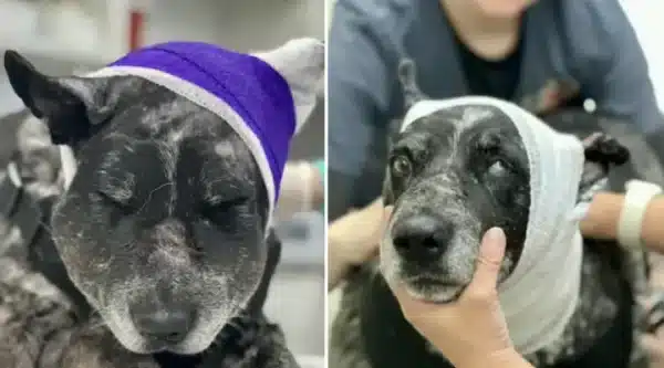 ‘She’s Our Little Savior’: Half-Blind Senior Dog Takes On A Bear To Protect Her Family