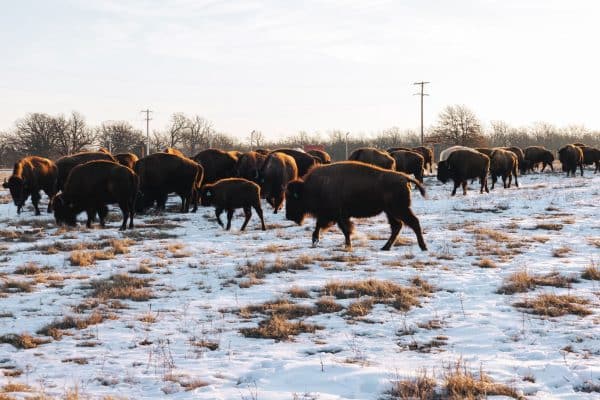 Mining made this US tribal area a toxic wasteland. This Indigenous nation brought it back to life