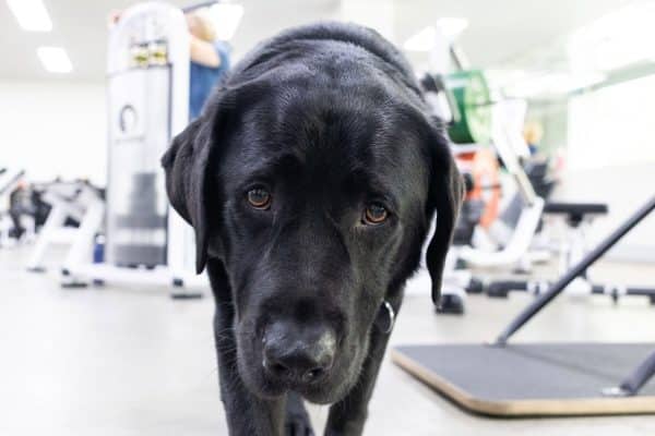 Canine carer: how guide dog school dropout Marcus came to comfort cancer patients for a living