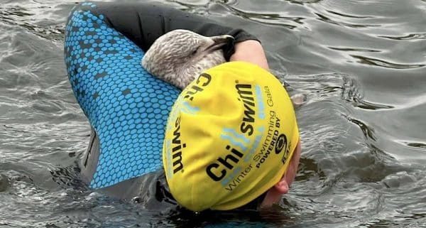 Woman Braves Frigid Water to Rescue Seagull Trapped and Hooked by Fishing Line – Good News Network