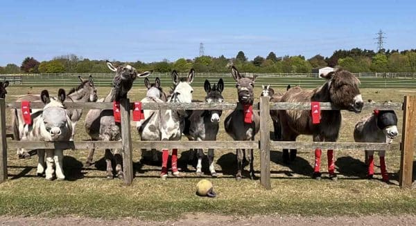 ‘Sock-er’ News: Arsenal Donates Old Football Socks to Sick Horses and Donkeys