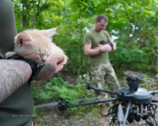 Operation Meow-Meow: Ukrainian soldiers evacuate cat and five kittens by drone – photos