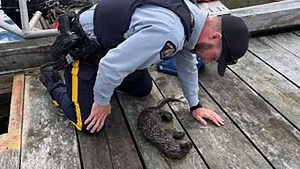 Otter pup revived by CPR, reunited with family, after choking on net in B.C.